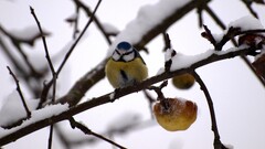 Birds snow fruit branch nature twigs titmouse Animals