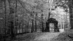 black white ruin forest leaves Trees fallen tree path gates