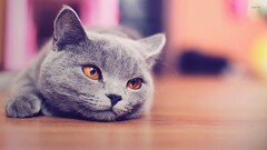 blue British Shorthair cats Animals