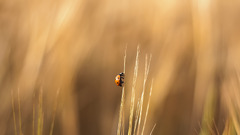 blurred insect climbing macro Beige sunlight ladybugs