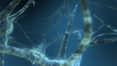 brain macro Cells (Biology) cgi render biology Science