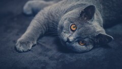 cats Animals British Shorthair