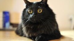 cats black cats Animals