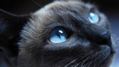 cats blue eyes face Animals eyes Siamese cats
