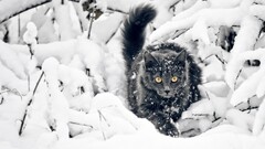 cats snow Animals yellow eyes black cats
