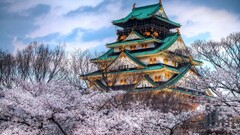 cherry blossom Japan Osaka Castle