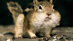 chipmunks Animals Mammals sciuridae