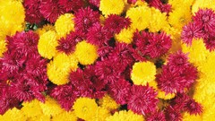 chrysanthemums Flowers colorful red flowers yellow flowers