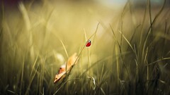 closeup ladybugs Plants leaves macro insect Animals