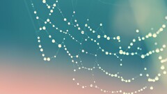 closeup spiderwebs blue background water drops