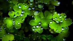 Clovers water drops leaves Plants Green