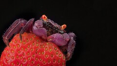 crabs strawberries crustaceans fruit Animals