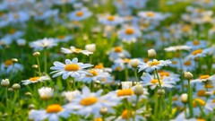 Daisies Flowers white flowers nature matricaria vibrant