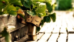 danbo carton box leaves