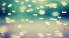dandelion Flowers floating Plants