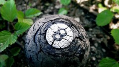 decay 8 Ball Plants old