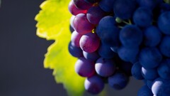 depth of field grapes fruit Plants food Berries Black grapes