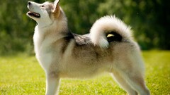 dog alaskan malamute good boy