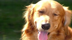 dog Animals golden retrievers Mammals tongue out