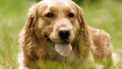 dog Animals golden retrievers
