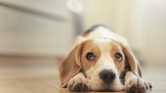 dog Animals on the floor Mammals