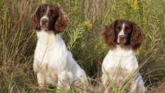 dog Animals spaniels Mammals outdoors