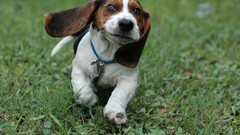 dog Beagles Puppies Animals
