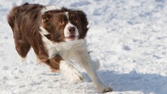 dog border collie Animals snow Mammals winter