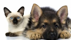 dog cats German shepherd Animals good boy