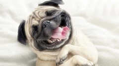 dog pug bulldog Animals good boy Mammals tongues tongue out