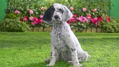 dog Puppies Animals setters outdoors grass Flowers Mammals