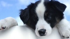 dog Puppies border collie Animals Mammals