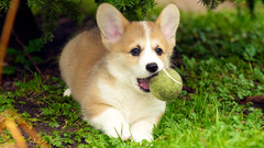 dog Puppies corgi collie