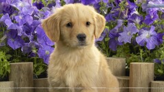 dog Puppies golden retrievers Animals purple flowers Mammals