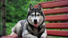 dog Siberian Husky Animals heterochromia bench good boy
