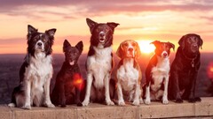 dog sunlight Animals labrador retriever border collie Beagles