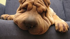 dog wrinkles Animals good boy