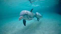dolphin Animals underwater