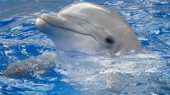 dolphin Animals water