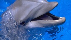 dolphin Animals water