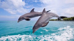 dolphin jumping Sea Animals Mammals water drops