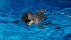 dolphin Mammals Animals