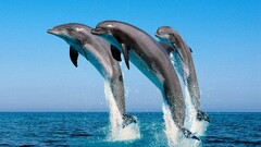 dolphin Sea jumping water Animals