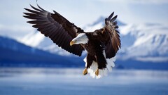 eagle Birds Animals bald eagle wildlife nature flying