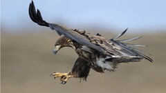 eagle Birds bird of prey Animals