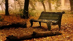 fall Park bench leaves log fallen leaves orange mist