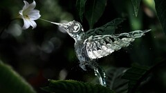 fantasy art Flowers mechanics Birds digital art Animals