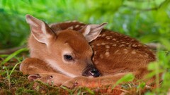 fawns baby animals nature Animals deer Mammals