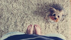 feet barefoot dog Animals painted nails