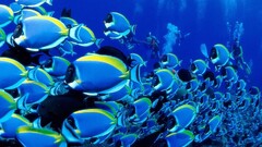 fish tropical fish Animals